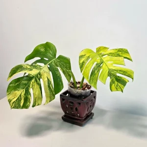 Monstera Aurea Variegated Borsigiana Live Plant - Rare Tropical Houseplant in Nursery Pot - Image 5