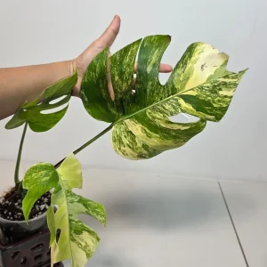 Monstera Aurea Variegated Borsigiana Live Plant - Rare Tropical Houseplant - Image 5