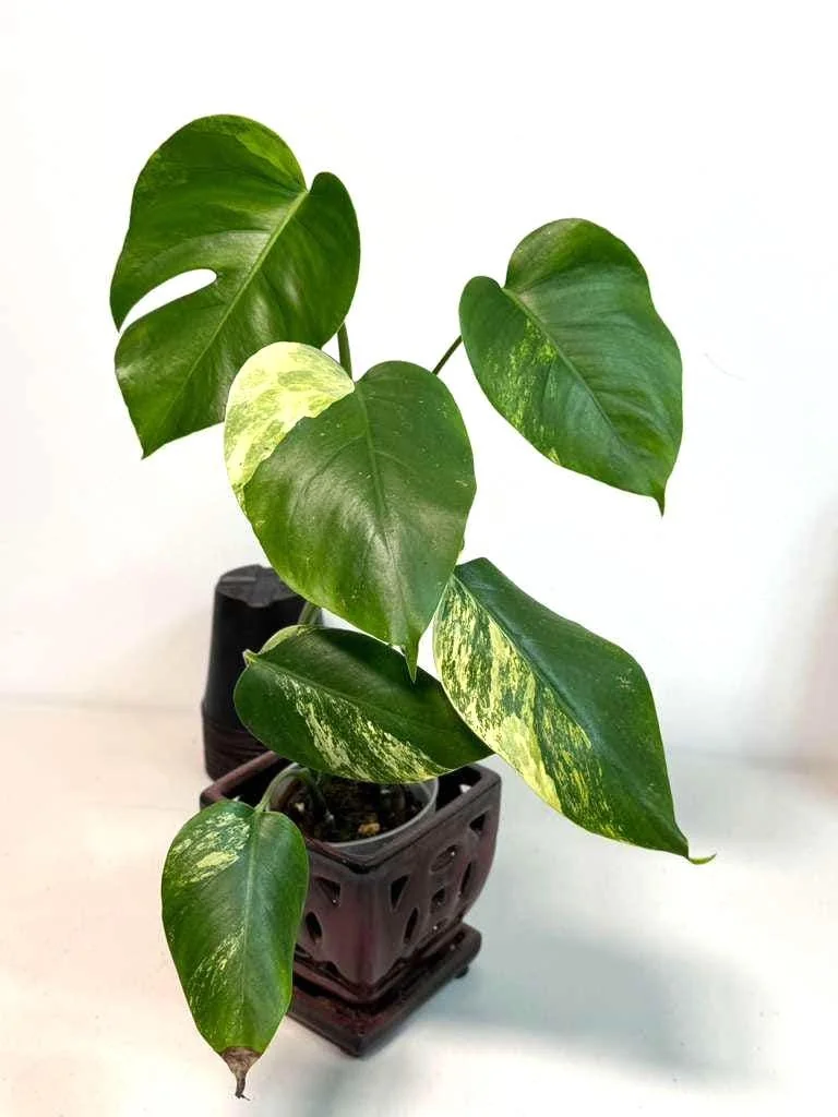 Monstera Aurea Variegated Borsigiana Live Plant - Rare Tropical Houseplant - Image 5