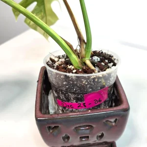 Monstera Aurea Variegated Borsigiana Live Plant - Rare Indoor Houseplant - Image 6