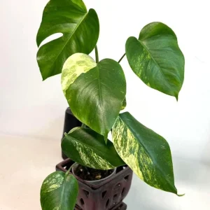 Monstera Aurea Variegated Borsigiana Live Plant - Rare Tropical Houseplant - Image 6