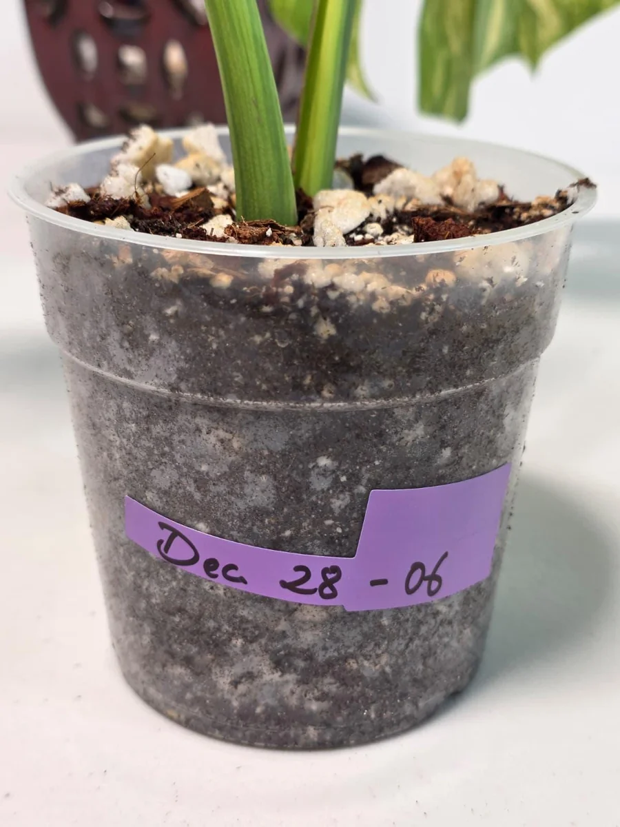 Monstera Aurea Variegated Borsigiana Live Plant - Rare Tropical Houseplant in Nursery Pot - Image 6