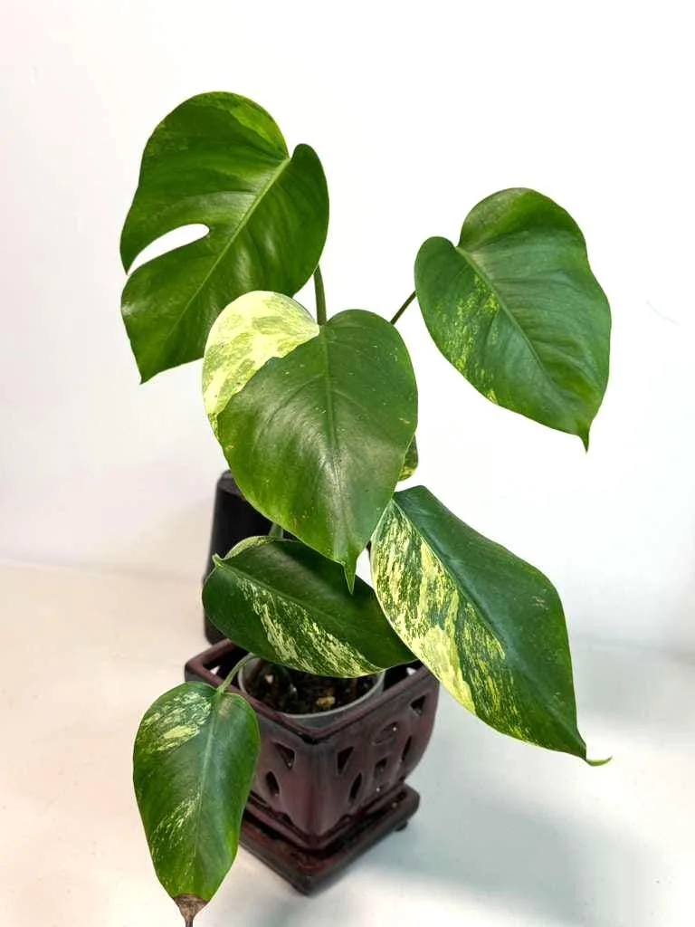 Monstera Aurea Variegated Borsigiana Live Plant - Rare Tropical Houseplant - Image 6