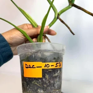 Monstera Aurea Variegated Borsigiana Live Plant - Rare Tropical Houseplant - Image 7