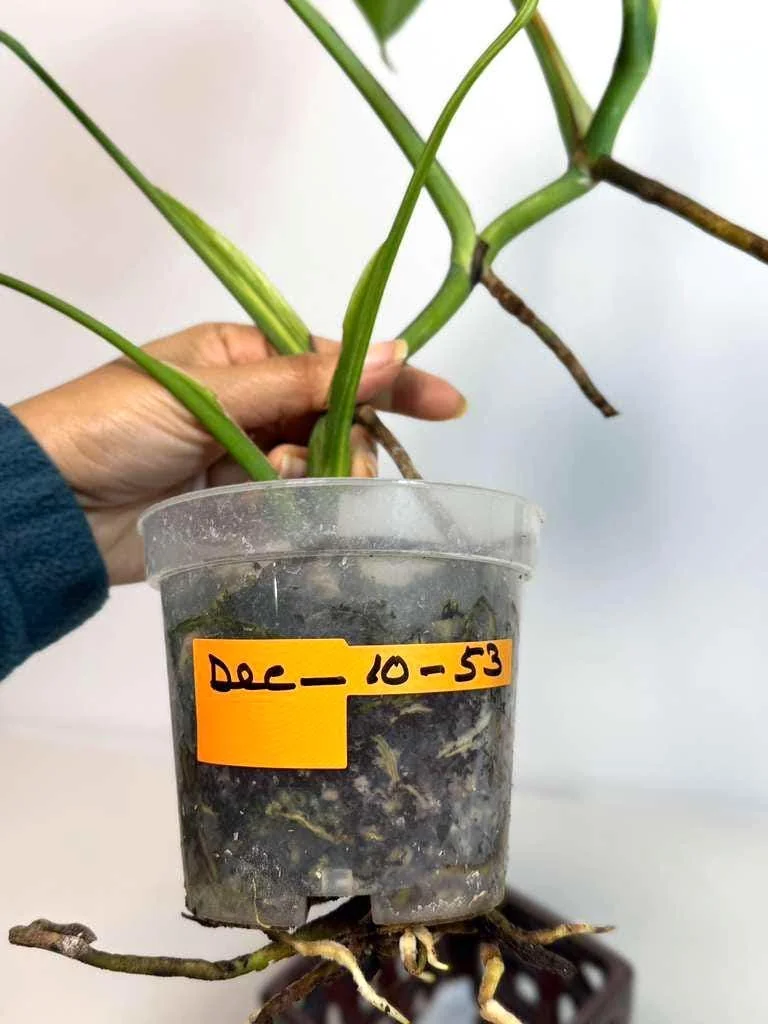 Monstera Aurea Variegated Borsigiana Live Plant - Rare Tropical Houseplant - Image 7