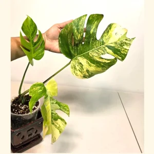 Monstera Aurea Variegated Borsigiana Live Plant - Rare Indoor Houseplant - Image 1