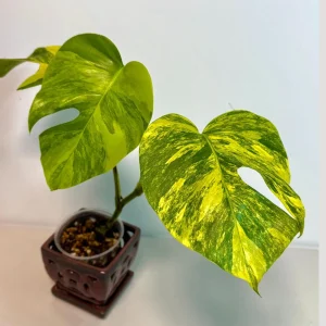 Monstera Aurea Variegated Borsigiana Live Plant - Rare Tropical Houseplant - Potted - Image 1