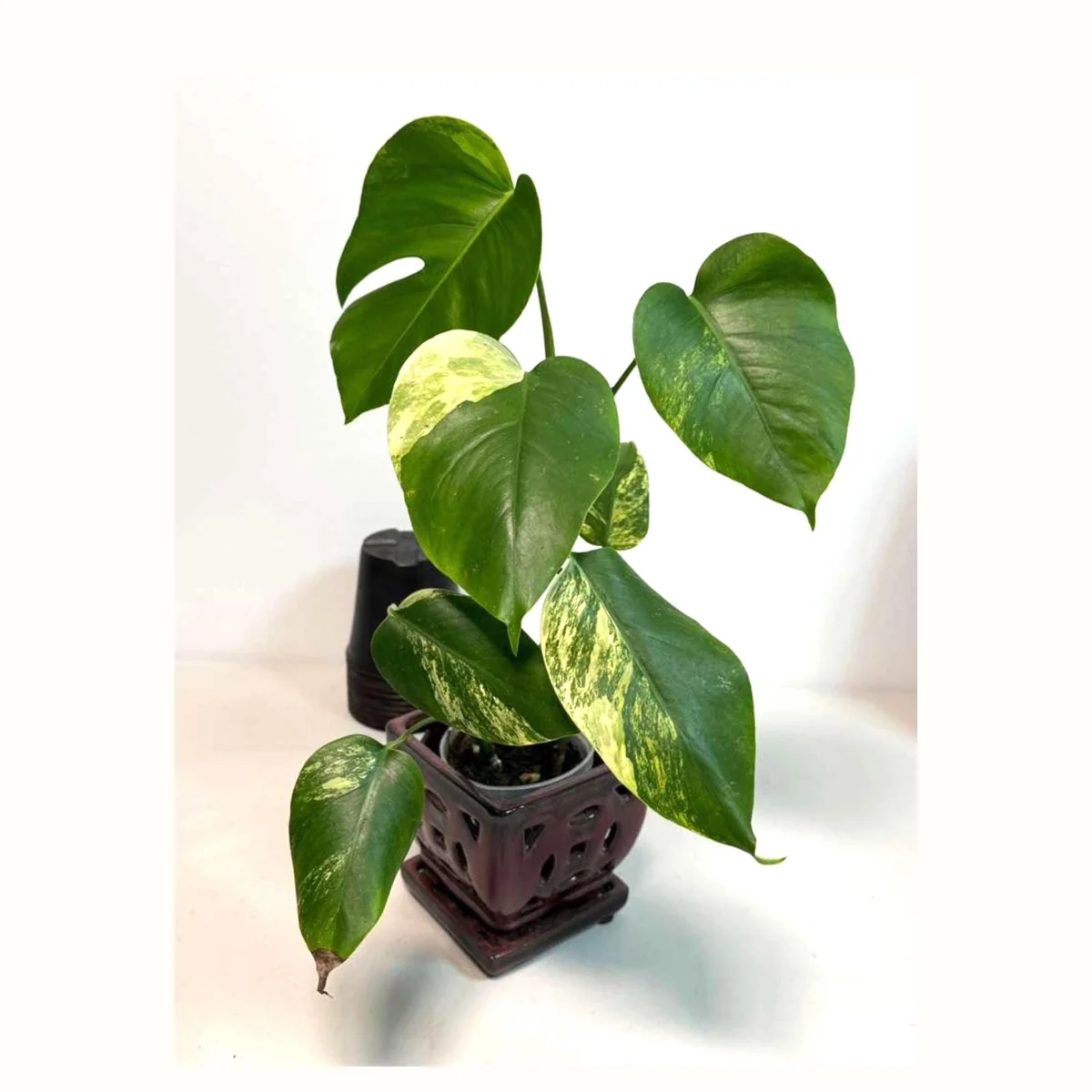 Monstera Aurea Variegated Borsigiana Live Plant - Rare Tropical Houseplant - Image 1