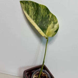 Monstera Aurea Variegated Borsigiana Live Plant - Single Leaf Potted Houseplant - Image 3