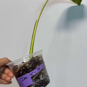 Monstera Aurea Variegated Borsigiana Live Plant - Single Leaf Potted Houseplant - Image 4