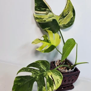 Monstera Aurea Variegated Borsigiana Live Plant - Tropical Indoor Houseplant - Image 2