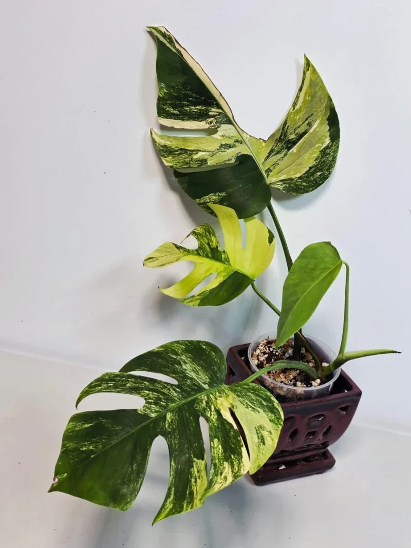 philodendron pastazanum care Philodendron Pastazanum (US Seller) – Rooted Hues main image 1