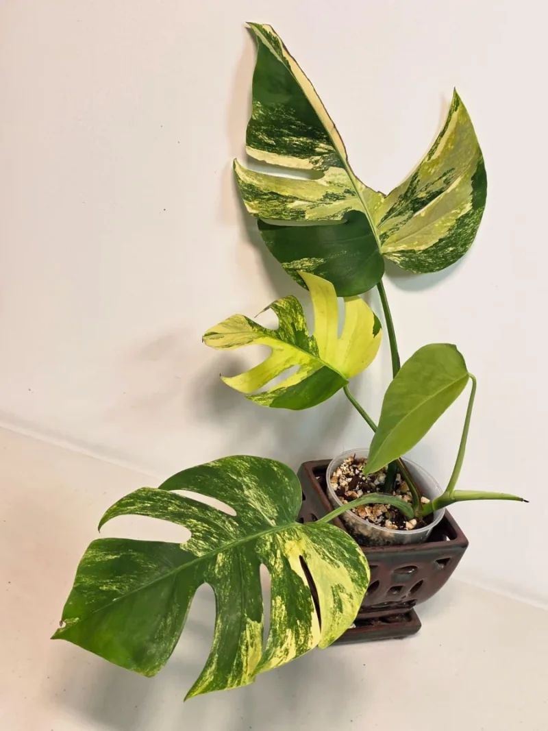 Monstera Aurea Variegated Borsigiana Live Plant