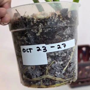 Monstera Aurea Variegated Borsigiana Live Plant - Tropical Indoor Houseplant - Image 7