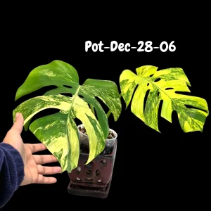 Monstera Aurea Variegated Live Plant - Rare Tropical Houseplant for Indoors - Image 2