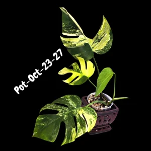 Monstera Aurea Variegated Live Plant - Rare Tropical Houseplant for Indoors - Image 4