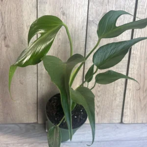 Monstera Burle Marx Flame Live Plant – Rare Aroid in 6 inch Pot – Indoor - Image 2