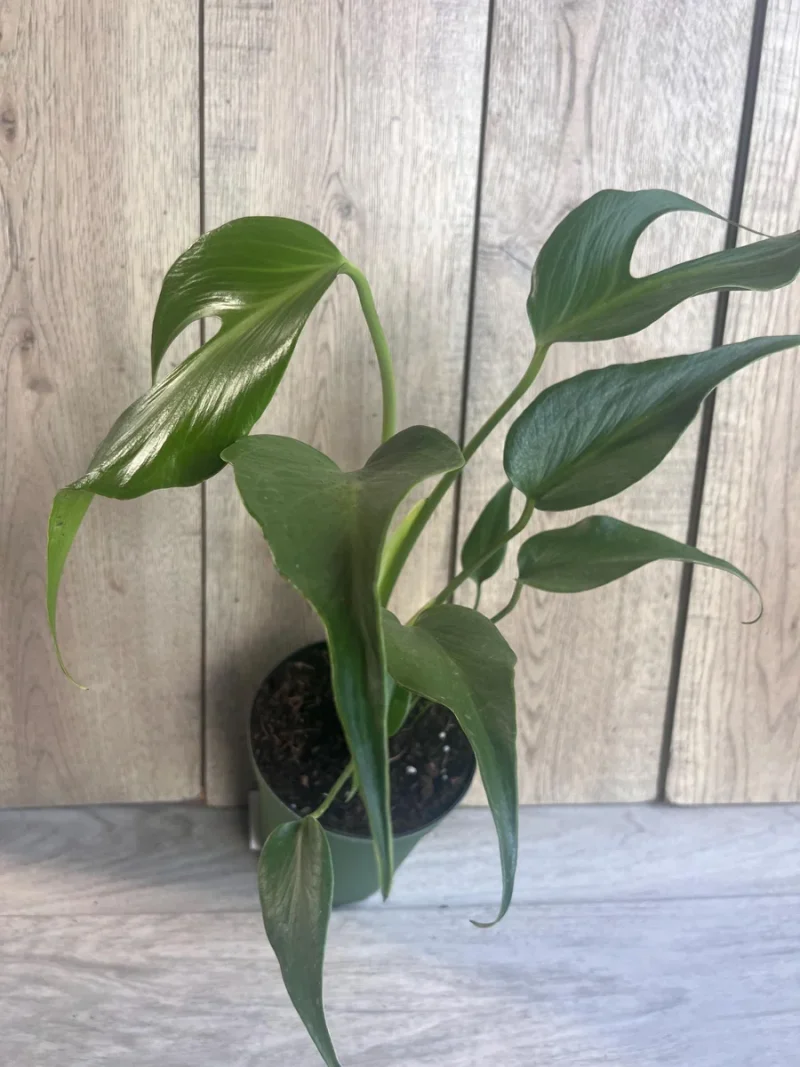 ginger root plants Shampoo Ginger Plant for Sale  Logee's Plants