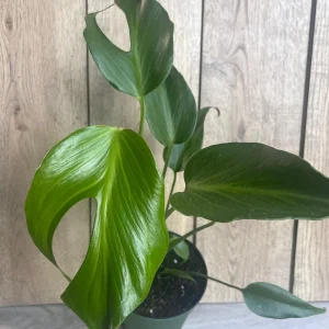 Monstera Burle Marx Flame Live Plant – Rare Aroid in 6 inch Pot – Indoor - Image 3