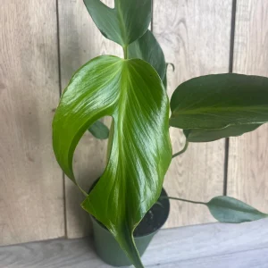 Monstera Burle Marx Flame Live Plant – Rare Aroid in 6 inch Pot – Indoor - Image 4