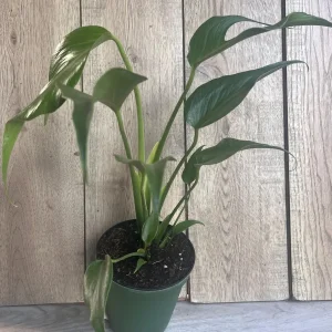 Monstera Burle Marx Flame Live Plant – Rare Aroid in 6 inch Pot – Indoor - Image 6