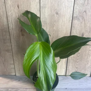 Monstera Burle Marx Flame Live Plant – Rare Aroid in 6 inch Pot – Indoor - Image 7