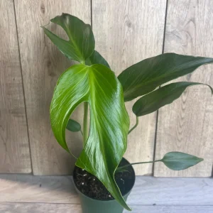 Monstera Burle Marx Flame Live Plant – Rare Aroid in 6 inch Pot – Indoor - Image 8