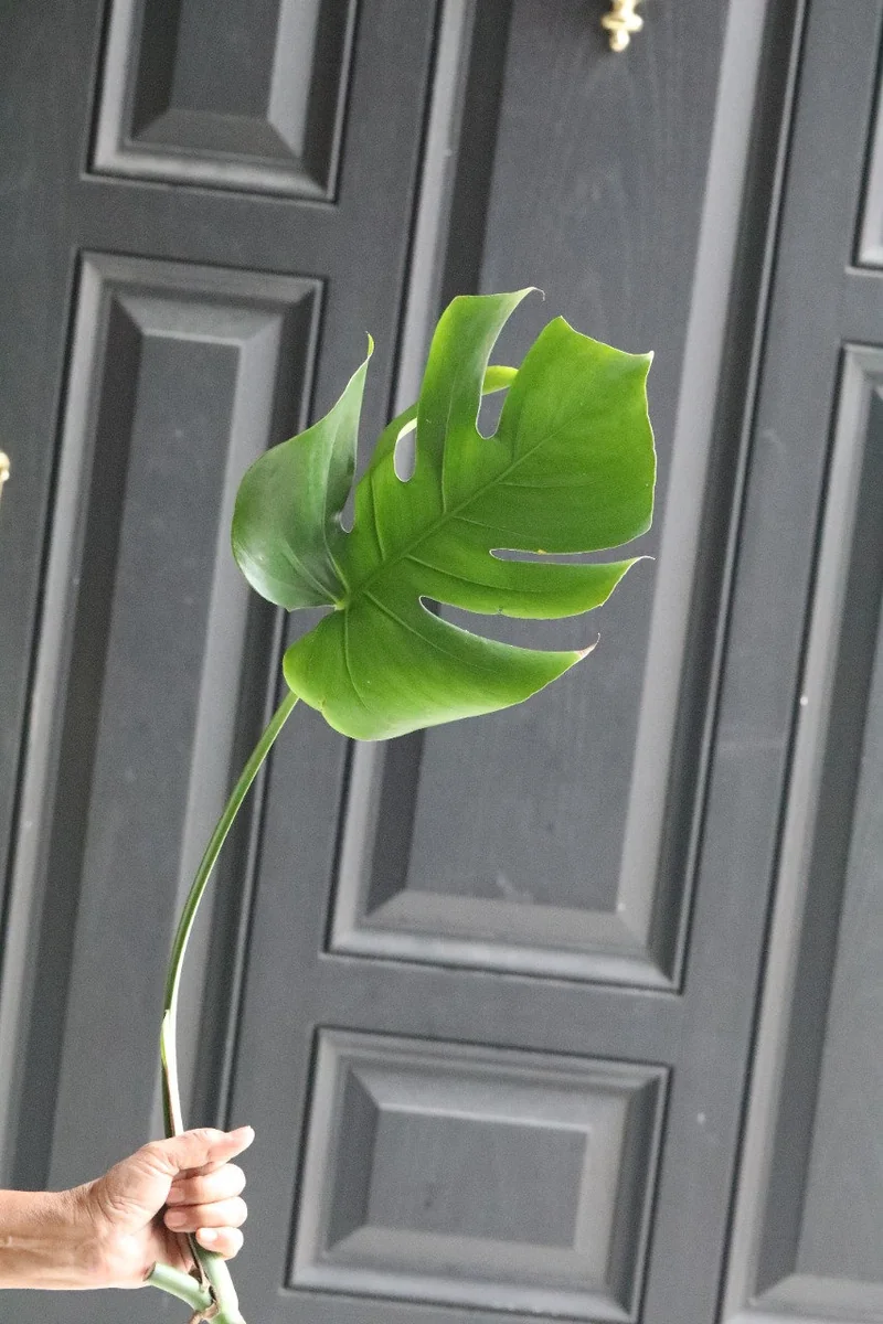 Monstera Deliciosa Cuttings - Live Plant - Split Leaf Indoor Houseplant - Image 10