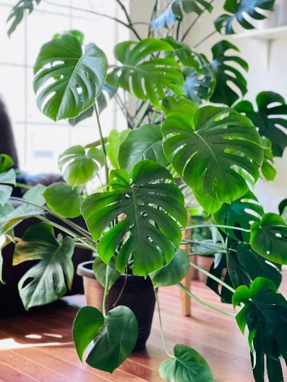 Monstera Deliciosa Cuttings - Live Plant - Split Leaf Indoor Houseplant - Image 2