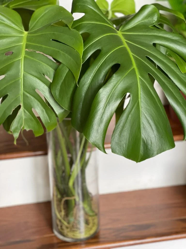 Monstera Deliciosa Cuttings - Live Plant - Split Leaf Indoor Houseplant - Image 3