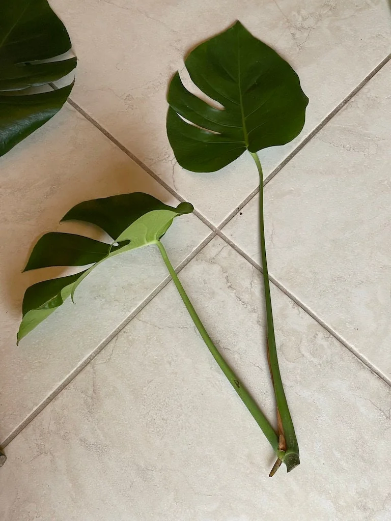 Monstera Deliciosa Cuttings - Live Plant - Split Leaf Indoor Houseplant - Image 4