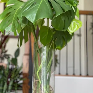 Monstera Deliciosa Cuttings - Live Plant - Split Leaf Indoor Houseplant - Image 5