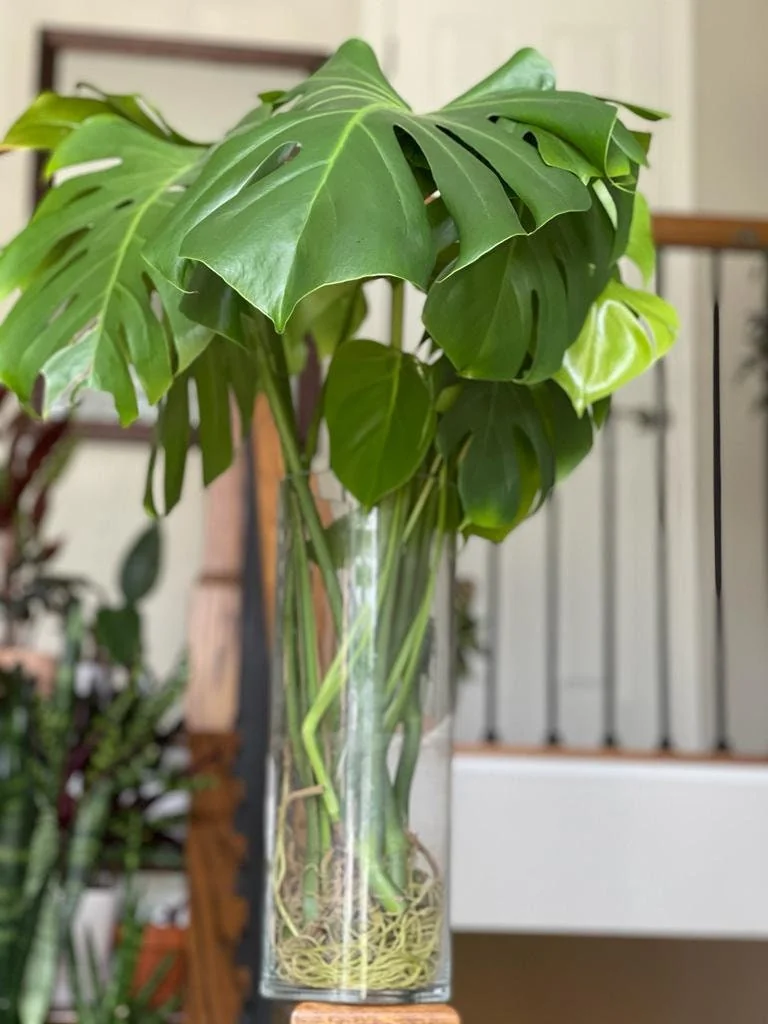 Monstera Deliciosa Cuttings - Live Plant - Split Leaf Indoor Houseplant - Image 5