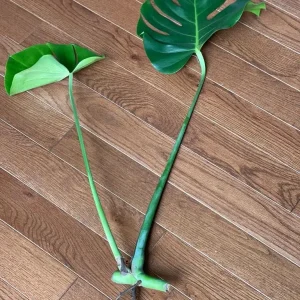 Monstera Deliciosa Cuttings - Live Plant - Split Leaf Indoor Houseplant - Image 6