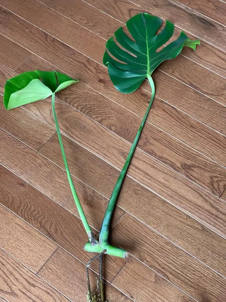Monstera Deliciosa Cuttings - Live Plant - Split Leaf Indoor Houseplant - Image 6