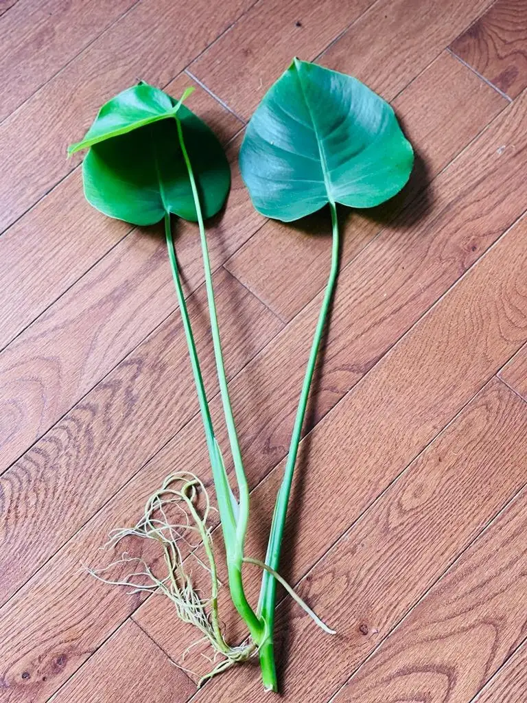 Monstera Deliciosa Cuttings - Live Plant - Split Leaf Indoor Houseplant - Image 7