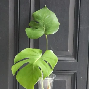 Monstera Deliciosa Cuttings - Live Plant - Split Leaf Indoor Houseplant - Image 8