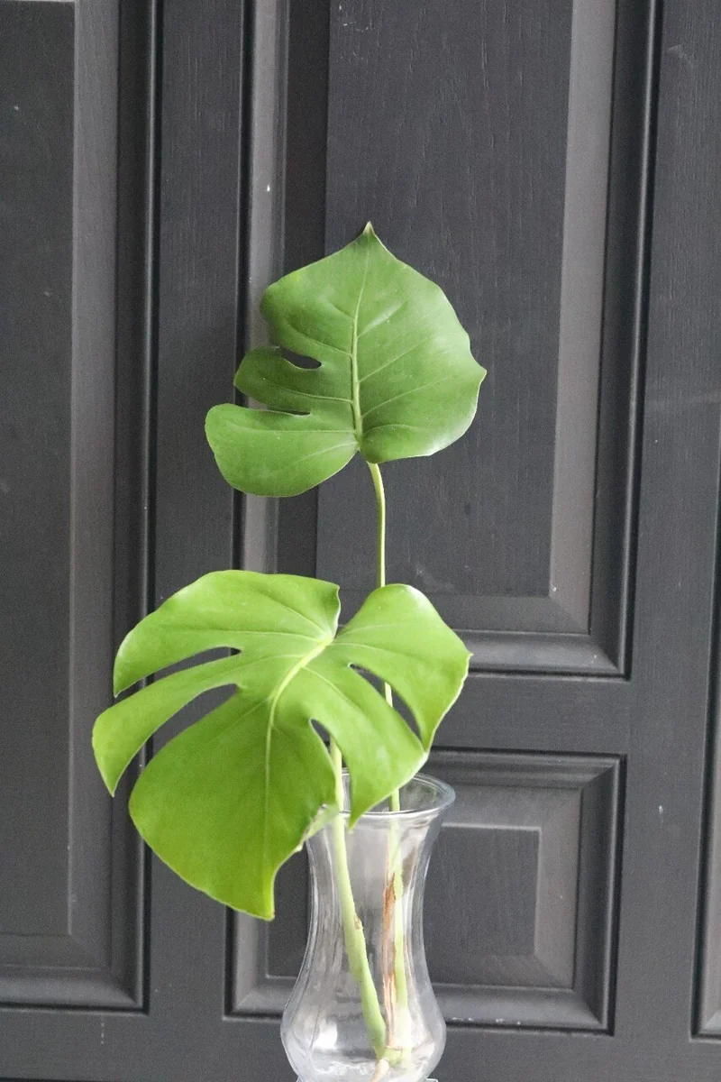 Monstera Deliciosa Cuttings - Live Plant - Split Leaf Indoor Houseplant - Image 8