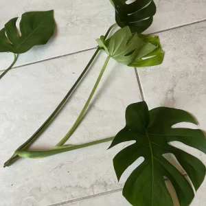 Monstera Deliciosa Cuttings - Live Plant - Split Leaf Indoor Houseplant - Image 9