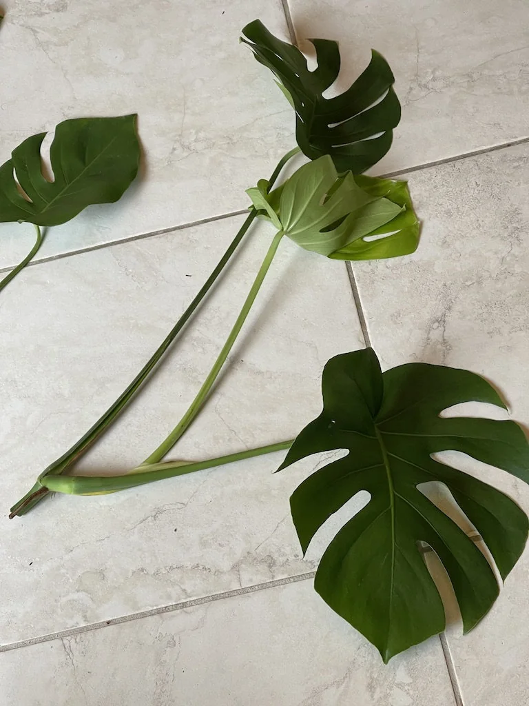 Monstera Deliciosa Cuttings - Live Plant - Split Leaf Indoor Houseplant - Image 9