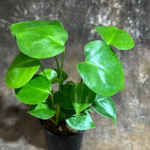 Monstera Deliciosa Live Plant – 4 inch Grow Pot – Tropical Houseplant – Easy Care - Image 2