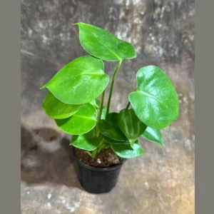 Monstera Deliciosa Live Plant – 4 inch Grow Pot – Tropical Houseplant – Easy Care - Image 1
