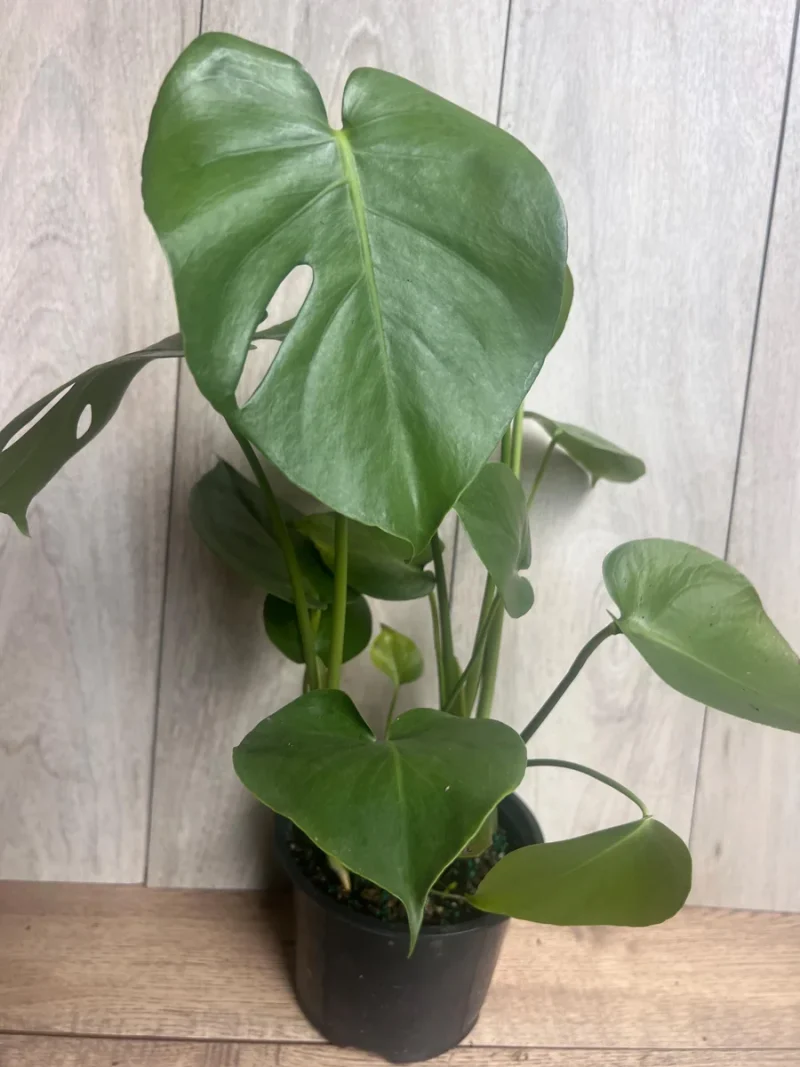 Monstera Deliciosa Live Plant - 6-inch Pot, Indoor Air Purifier