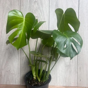 Monstera Deliciosa Live Plant - 6 inch Pot - Fruit Producing Indoor Air Purifier - Image 3