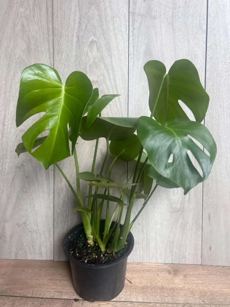 philodendron erubescens red emerald Philodendron erubescens — Ecuagenera Orquídeas del Ecuador main image 1
