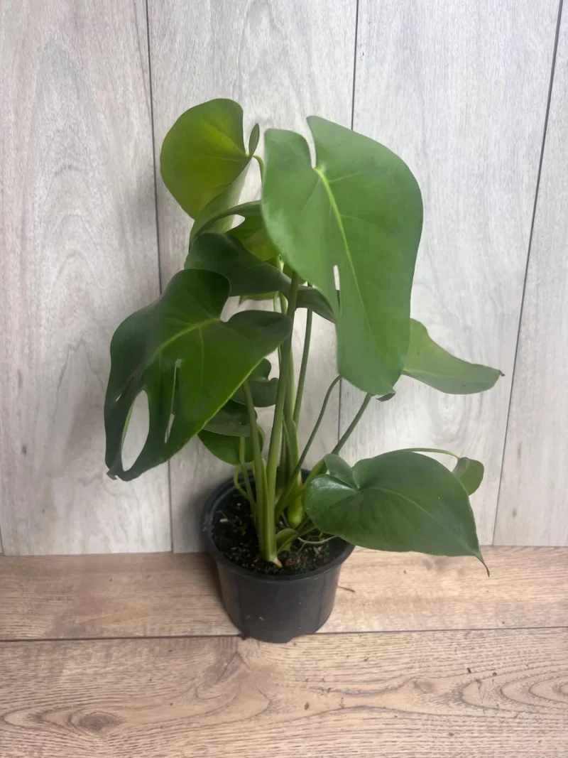 Monstera Deliciosa Live Plant - 6-inch Pot, Indoor Air Purifier