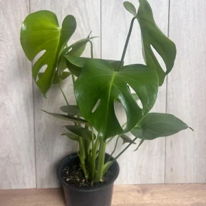 Monstera Deliciosa Live Plant - 6 inch Pot - Fruit Producing Indoor Air Purifier - Image 6
