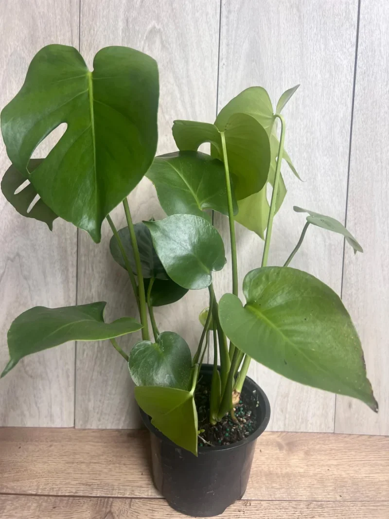 philodendron ring of fire gold Philodendron ring of fire x golden saw