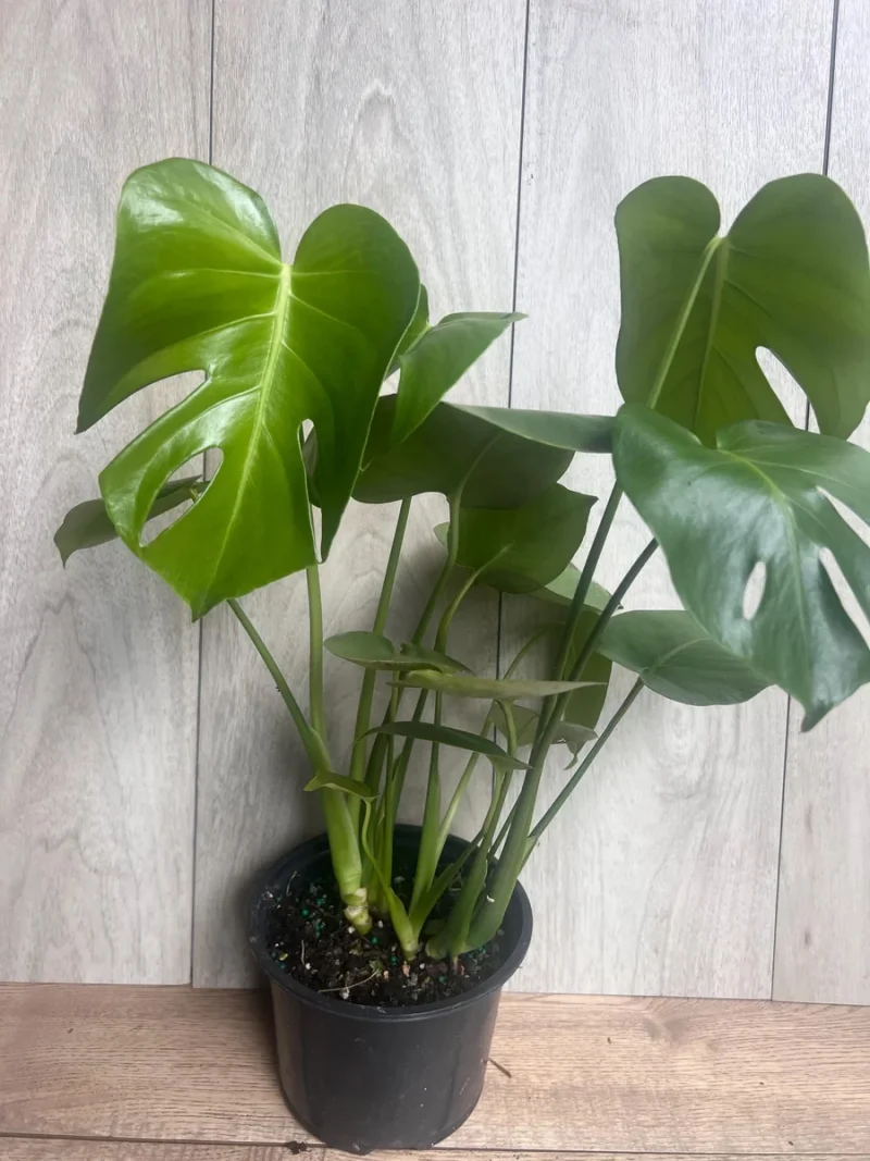 Monstera Deliciosa Live Plant - 6-inch Pot, Indoor Air Purifier