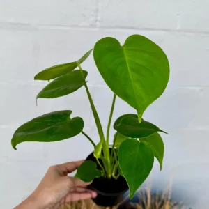 Monstera Deliciosa Live Plant - Easy Care Indoor Houseplant - Air Purifier - Image 2
